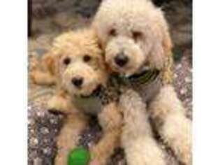 Labradoodle Puppy for sale in Windham, ME, USA