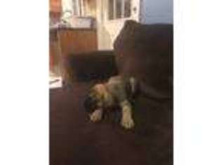 Mastiff Puppy for sale in Seaford, NY, USA
