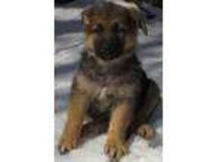 German Shepherd Dog Puppy for sale in Hesperia, MI, USA