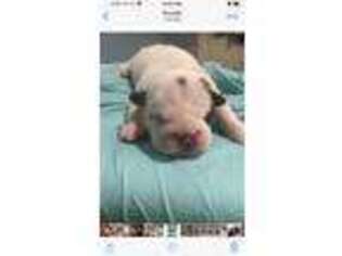 Bulldog Puppy for sale in Gravette, AR, USA