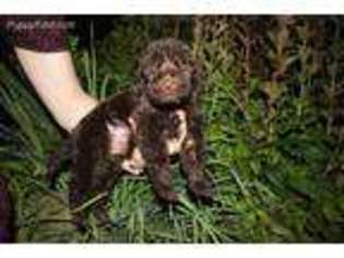 Labradoodle Puppy for sale in Bremen, KY, USA