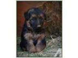 German Shepherd Dog Puppy for sale in OROVILLE, CA, USA