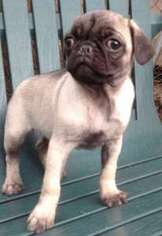 Pug Puppy for sale in Denver, CO, USA