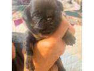 Brussels Griffon Puppy for sale in Battle Mountain, NV, USA