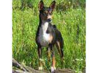 Basenji Puppy for sale in Lund, NV, USA