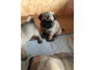 Pug Puppy for sale in Appleton, WI, USA