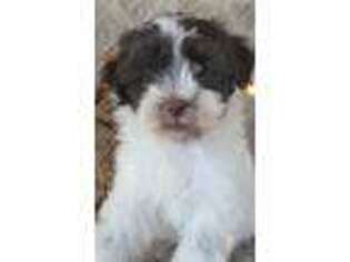 Havanese Puppy for sale in Apple Creek, OH, USA