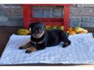 Rottweiler Puppy for sale in Christiana, PA, USA