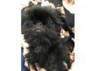 Brussels Griffon Puppy for sale in Salt Lake City, UT, USA