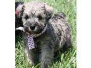 Mutt Puppy for sale in PARK CITY, KY, USA