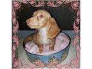 Dachshund Puppy for sale in Hawkeye, IA, USA