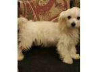 Maltese Puppy for sale in Frankston, TX, USA