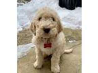 Labradoodle Puppy for sale in Ankeny, IA, USA