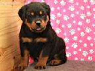 Rottweiler Puppy for sale in Buffalo, NY, USA