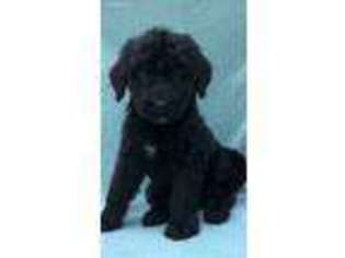 Mutt Puppy for sale in Newport, KY, USA