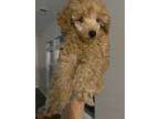 Mutt Puppy for sale in Richmond Hill, GA, USA