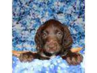 Labradoodle Puppy for sale in Callahan, FL, USA