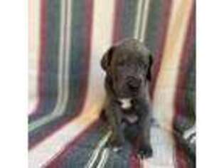 Great Dane Puppy for sale in San Francisco, CA, USA