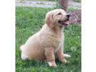 Golden Retriever Puppy for sale in Spring Mills, PA, USA