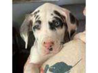 Great Dane Puppy for sale in Glade Hill, VA, USA