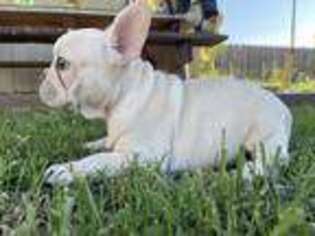 French Bulldog Puppy for sale in Winton, CA, USA