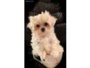 Maltese Puppy for sale in Herndon, VA, USA