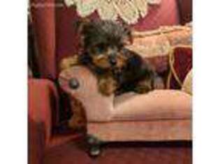 Yorkshire Terrier Puppy for sale in Lake Butler, FL, USA