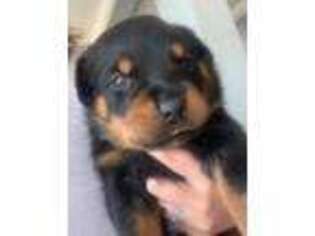 Rottweiler Puppy for sale in Stem, NC, USA