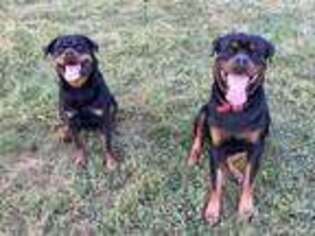 Rottweiler Puppy for sale in Boyce, VA, USA