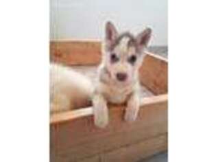 Siberian Husky Puppy for sale in Green Bay, WI, USA