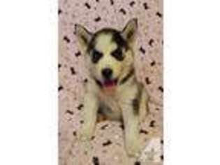 Siberian Husky Puppy for sale in GENTRY, AR, USA