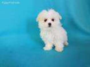 Maltese Puppy for sale in North Collins, NY, USA