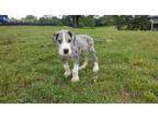 Great Dane Puppy for sale in London, KY, USA