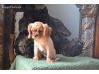 Cavalier King Charles Spaniel Puppy for sale in Greenville, MO, USA