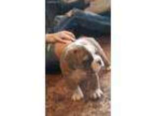 Olde English Bulldogge Puppy for sale in Beebe, AR, USA