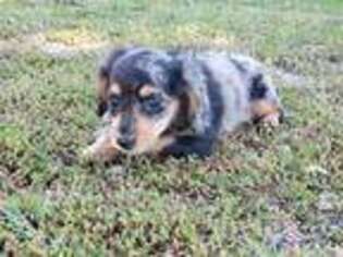 Dachshund Puppy for sale in Knoxville, IA, USA