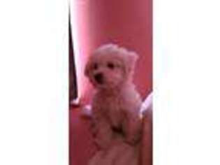Maltese Puppy for sale in Fernley, NV, USA