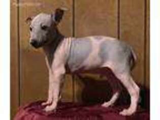 American Hairless Terrier Puppy for sale in Versailles, MO, USA