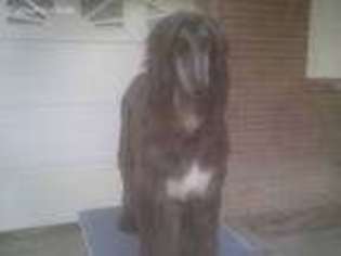 Afghan Hound Puppy for sale in Fort Hancock, TX, USA