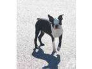 Boston Terrier Puppy for sale in NEWTON, MS, USA