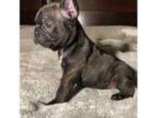 French Bulldog Puppy for sale in Coolidge, AZ, USA