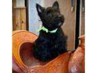 Scottish Terrier Puppy for sale in Moyie Springs, ID, USA