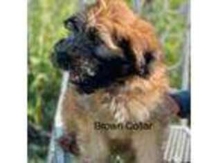 Soft Coated Wheaten Terrier Puppy for sale in Parkman, WY, USA