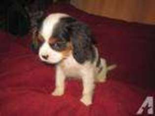 Cavalier King Charles Spaniel Puppy for sale in DRESSER, WI, USA
