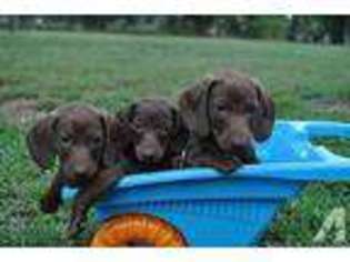 Dachshund Puppy for sale in MARTINDALE, TX, USA
