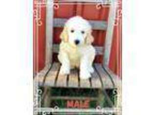 Goldendoodle Puppy for sale in Tishomingo, OK, USA