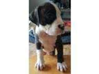 American Bulldog Puppy for sale in Lancaster, OH, USA