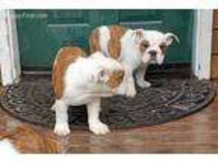 Bulldog Puppy for sale in Silverdale, WA, USA