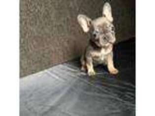 French Bulldog Puppy for sale in Rogers, AR, USA