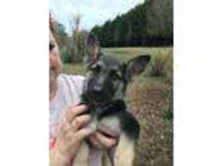 German Shepherd Dog Puppy for sale in Jackson, GA, USA